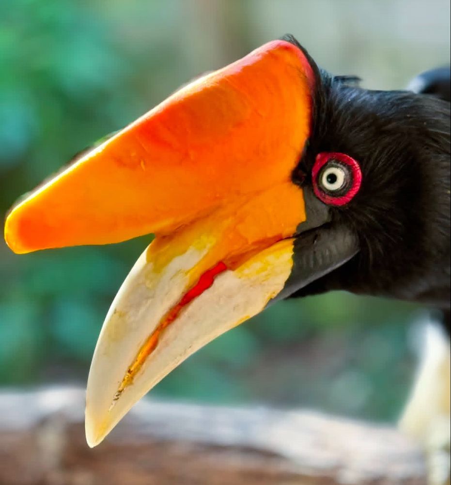 North Florida Wildlife Center Logo