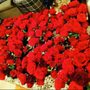 Photo of Eliseo Wholesale