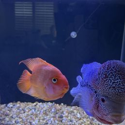 Cichlids Cichlids