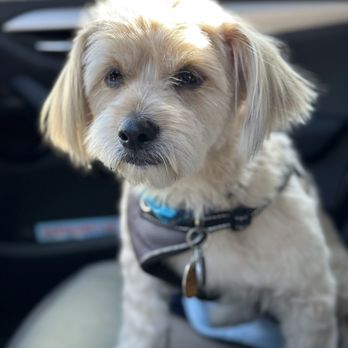 PetSmart - Oliver - Pet Groomers Near Me - Northridge, California PetSmart - Oliver - Pet Groomers Near Me - Northridge, California
