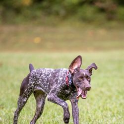 Off-Leash K9 Training