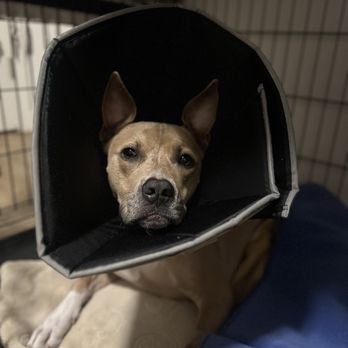 Precision Veterinary Surgery - Back home beginning her recovery journey. Her surgical site looks incredible and her incision is beautiful. - Veterinarians Near Me - Mission Viejo, California