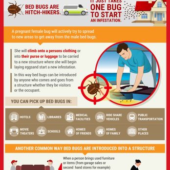 Texas Bed Bug Heat Treatment - How do you get bed bugs infographic - Pest Control Near Me Texas Bed Bug Heat Treatment - How do you get bed bugs infographic - Pest Control Near Me