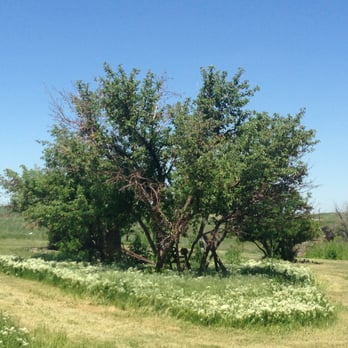Schweiger Ranch - Sole survivors of the Apple Orchard from the Schweiger's - Landmarks & Historical Buildings Near Me - Lone Tree, Colorado
