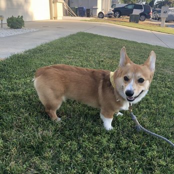Juan's Groom Room - Donut (@journeyofdonut) showing me his new look! - Pet Groomers Near Me - Elk Grove, California Juan's Groom Room - Donut (@journeyofdonut) showing me his new look! - Pet Groomers Near Me - Elk Grove, California