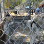 Photo of Raymond G Gamma Dog Park