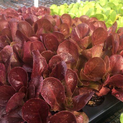 Finca Tres Robles by null