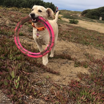 Dog Love Solutions - Ginger showing her skills - Dog Walkers Near Me Dog Love Solutions - Ginger showing her skills - Dog Walkers Near Me