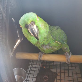 Omar's Exotic Birds - Check out Tiki on Instagram @tikithetalkingparrot - Pet Stores Near Me - Brea, California