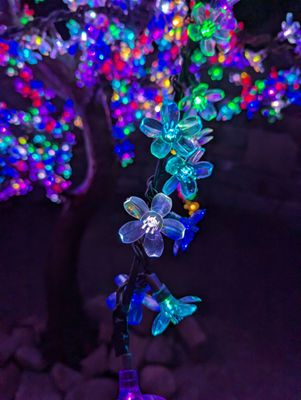 The North Carolina Arboretum by null