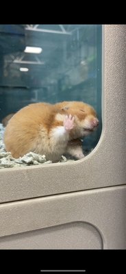 Creature Comforts 1250 Upper Front St Binghamton Ny Pet Shops