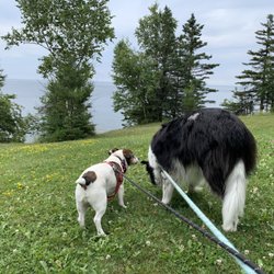 Lakeview Veterinary Hospital - Jack Russel and his bestie border collie