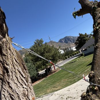 Lifetime Tree Service & Landscape - Tree Services Near Me - Alpine, Utah Lifetime Tree Service & Landscape - Tree Services Near Me - Alpine, Utah