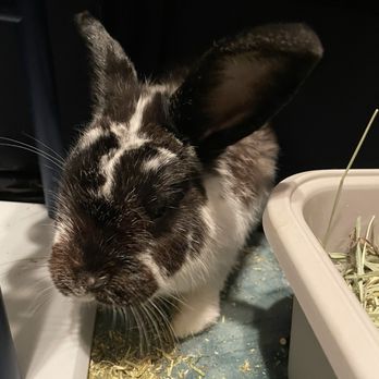 Bunny World Foundation - Community Service/Non-Profit Near Me - Los Angeles, California Bunny World Foundation - Community Service/Non-Profit Near Me - Los Angeles, California