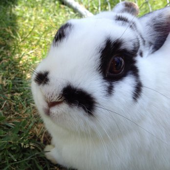 Henry's Rabbit Ranch Home - Ranches Near Me - Staunton, Illinois