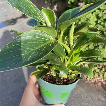 The Potting Shed - Healthy Philodendron for $16 - Nurseries & Gardening Near Me - Fairfax, California The Potting Shed - Healthy Philodendron for $16 - Nurseries & Gardening Near Me - Fairfax, California