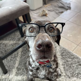 Good Dog Ink9 - Learning to play, interact and ask for affection. - Pet Training Near Me Good Dog Ink9 - Learning to play, interact and ask for affection. - Pet Training Near Me