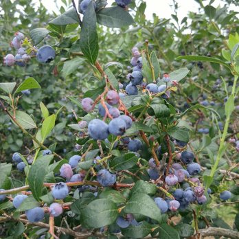 Wilmot Orchards - Farms Near Me - Newcastle, Ontario