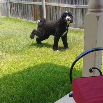Green Nature Pet Sitting - Ivan - Dog Walkers Near Me - Bryan, Texas Green Nature Pet Sitting - Ivan - Dog Walkers Near Me - Bryan, Texas