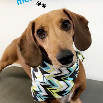 Superstar Pup Grooming - My fur-babies love Christina!! - Pet Groomers Near Me - Norco, California