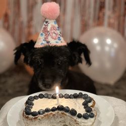 Happy Tails Animal Hospital - Thank you for prolonging my fur baby's life, she celebrated her 16th birthday!!
