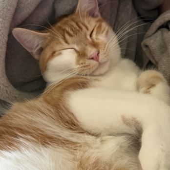 Brooklyn Paws Foundation - Animal Shelters Near Me - Brooklyn, New York