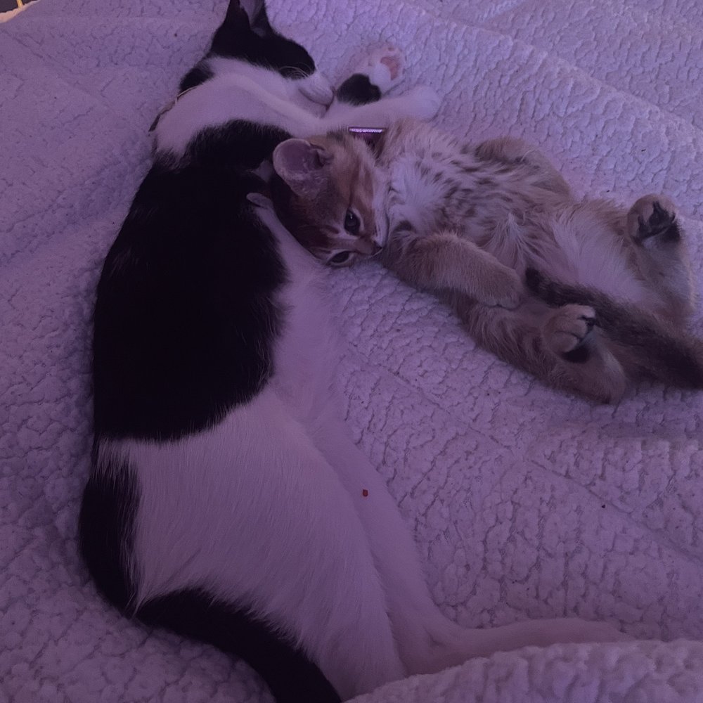 PetSmart - Happy kittens - Pet Training Near Me - El Centro, California