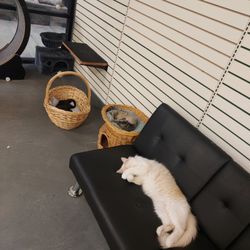 Gibson’s Cat Café