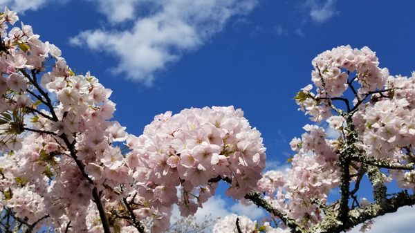 Yoshinoyama by null