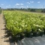 Photo of Happy Gardens Plant Nursery 
