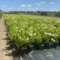 Happy Gardens Plant Nursery - Hydrangeas