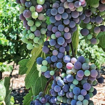 Steinbeck Vineyards & Winery - Wineries Near Me - Paso Robles, California Steinbeck Vineyards & Winery - Wineries Near Me - Paso Robles, California
