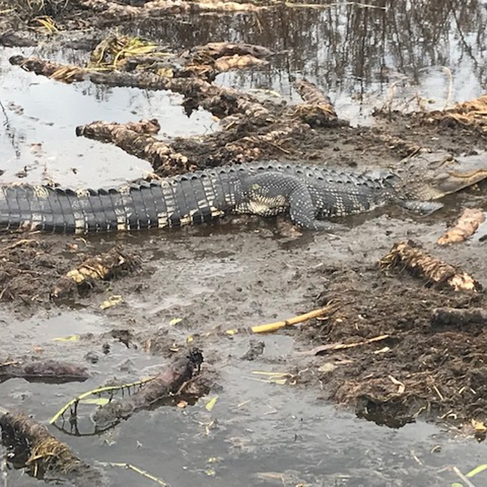Wild Willy's Airboat Tours - Another good-sized gator. They move fast when they want to. - Boat Tours Near Me - Saint Cloud, Florida Wild Willy's Airboat Tours - Another good-sized gator. They move fast when they want to. - Boat Tours Near Me - Saint Cloud, Florida