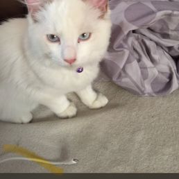 Angel kitten Angel kitten