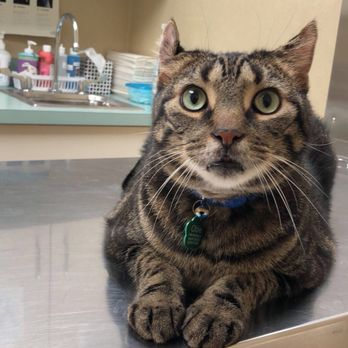 Dog Cat & Bird Clinic - Obie waiting for his check up - Veterinarians Near Me - Nutley, New Jersey Dog Cat & Bird Clinic - Obie waiting for his check up - Veterinarians Near Me - Nutley, New Jersey