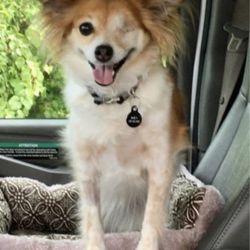 The Veterinary Center at Hunters Crossing - Zoey