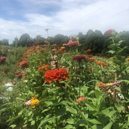 Pick Your Own Flowers Pick Your Own Flowers