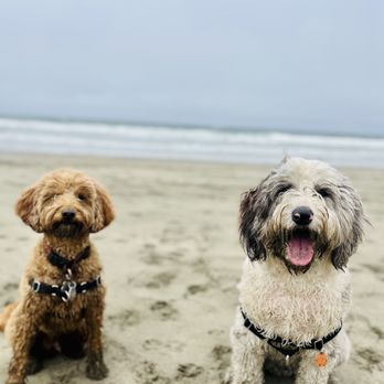 Robs Canine Adventure Time - Cooper and Rookie enjoying a day at Fort Funston - Dog Walkers Near Me Robs Canine Adventure Time - Cooper and Rookie enjoying a day at Fort Funston - Dog Walkers Near Me