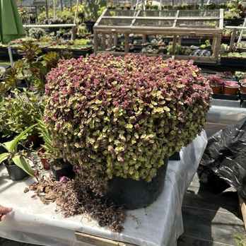 Aeonian Verde Nursery - Nurseries & Gardening Near Me - Bell Gardens, California