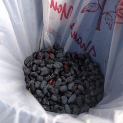 The Juicy Blue U-Pick Berry Farm - Haskaps!