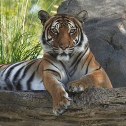 ABQ BioPark Zoo - A Malayan tiger relaxes in the new Asia expansion