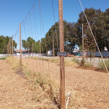 Homegrown Hops Brewing - Breweries Near Me - Livermore, California Homegrown Hops Brewing - Breweries Near Me - Livermore, California