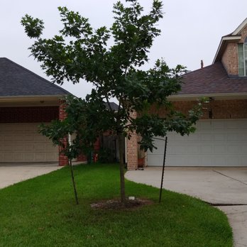 Chavez Trees - New Red Oak Note the watering tube - a great idea - Tree Services Near Me - Houston, Texas