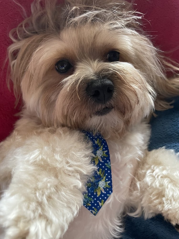 THE PET SALON 12 Photos & 13 Reviews 9 Vanderbilt Motor Pkwy