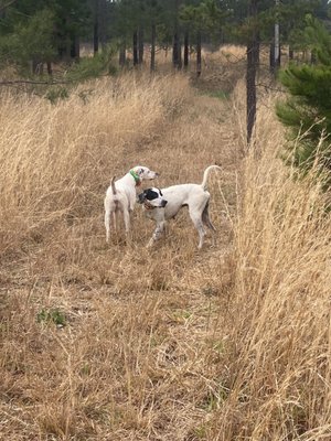 Piney Creek Plantation