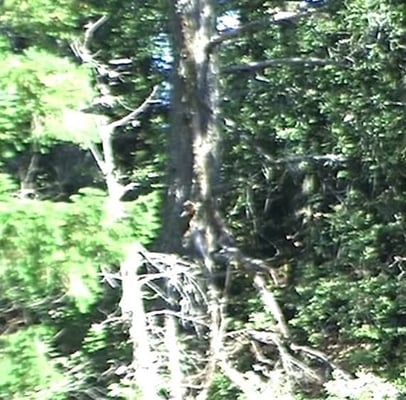 Bigfoot Discovery Museum by null