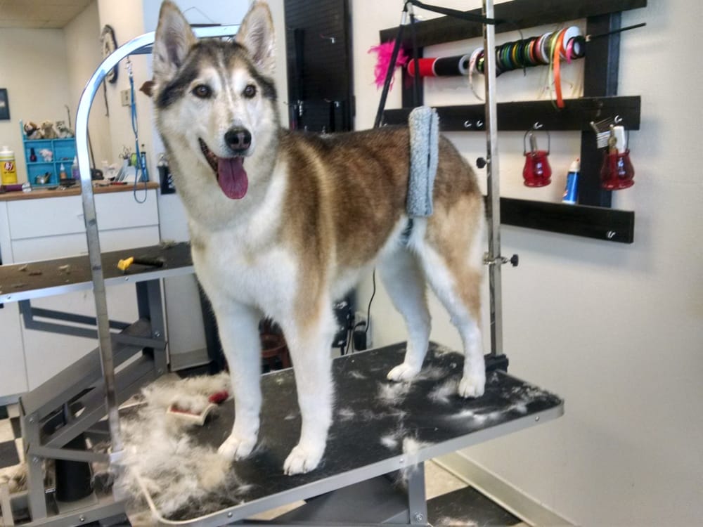 POSH PUPPIES GROOMING Updated October 2024 21 Photos 823 Caldwell Blvd, Nampa, Idaho Pet