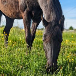 Freestyle Horsemanship