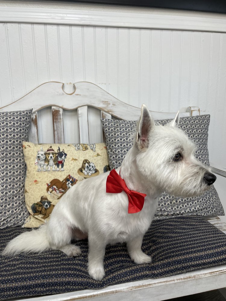 ANGELA’S DOG GROOMING Updated August 2024 15 Photos Kennewick