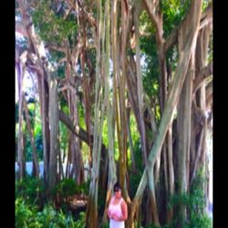 Banyan Tree Tunnel
